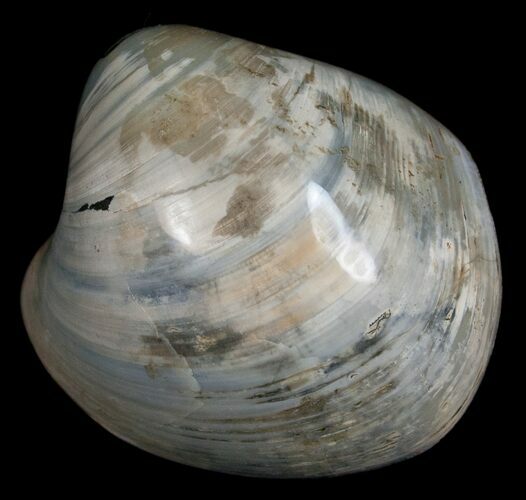 Polished Fossil Clam - Large Size #5262